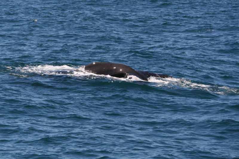 Nieuw-Zeeland 2011 - 1241